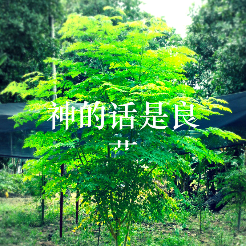 如何领受神创造性的医治大能（下载pdf宣告经文）
